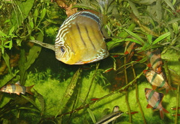 Fische 2006