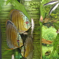 diskus
