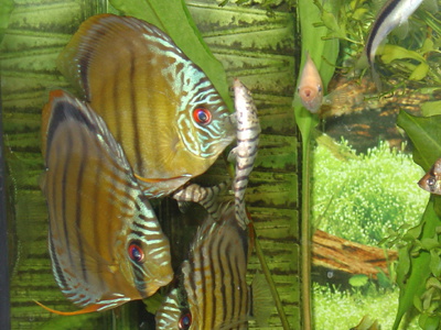 diskus