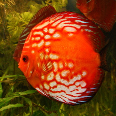 DSC00136