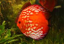 Fische 2008