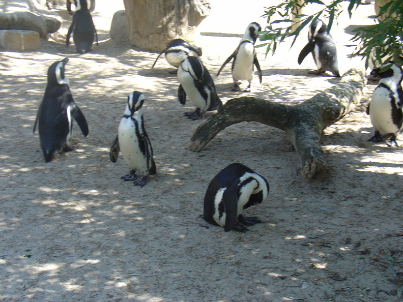 DSC05196.JPG
