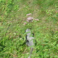 DSC05217