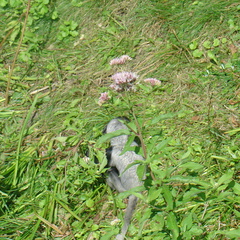 DSC05217