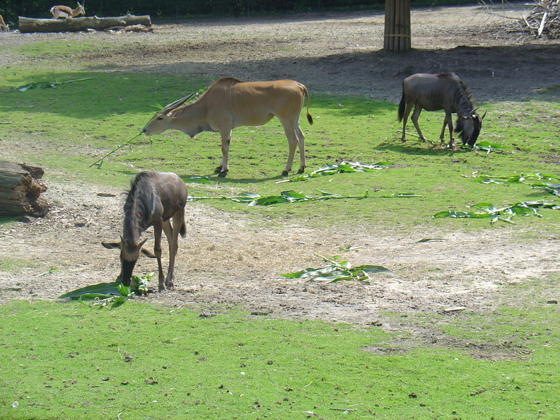 DSC05276.JPG
