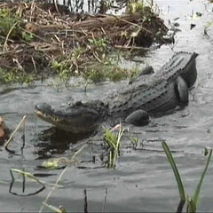 florida17
