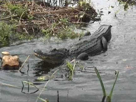 florida17