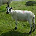 Schaf im Dartmoor