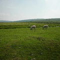 Schafe im Dartmoor