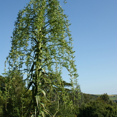 DSC01316