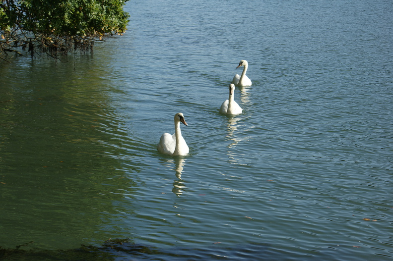 DSC01335.jpg