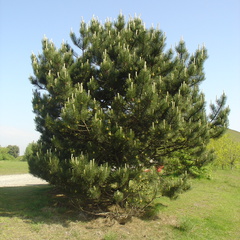 DSC05632