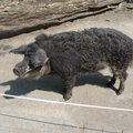 DSC05683