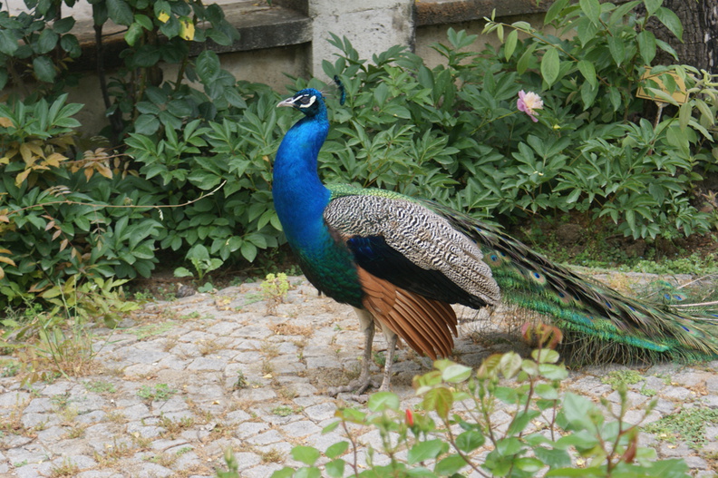 DSC04823.jpg