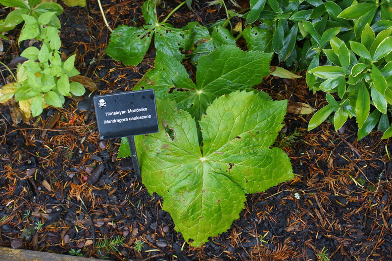 DSC03726.jpg