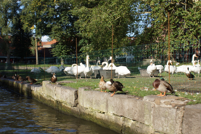 DSC04922.jpg