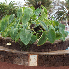 DSC05682
