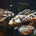 DSC00704