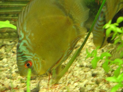 diskus2