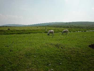 Schafe im Dartmoor